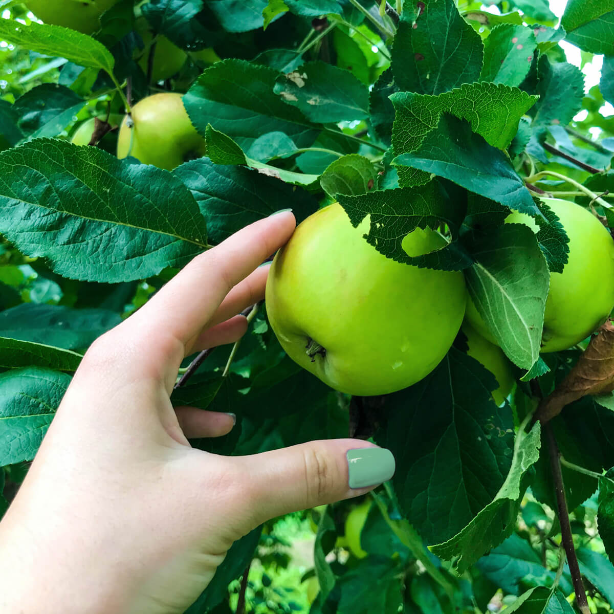 Delicious green apples ensure the intense fruity taster in EFFEN Apple Vodka.