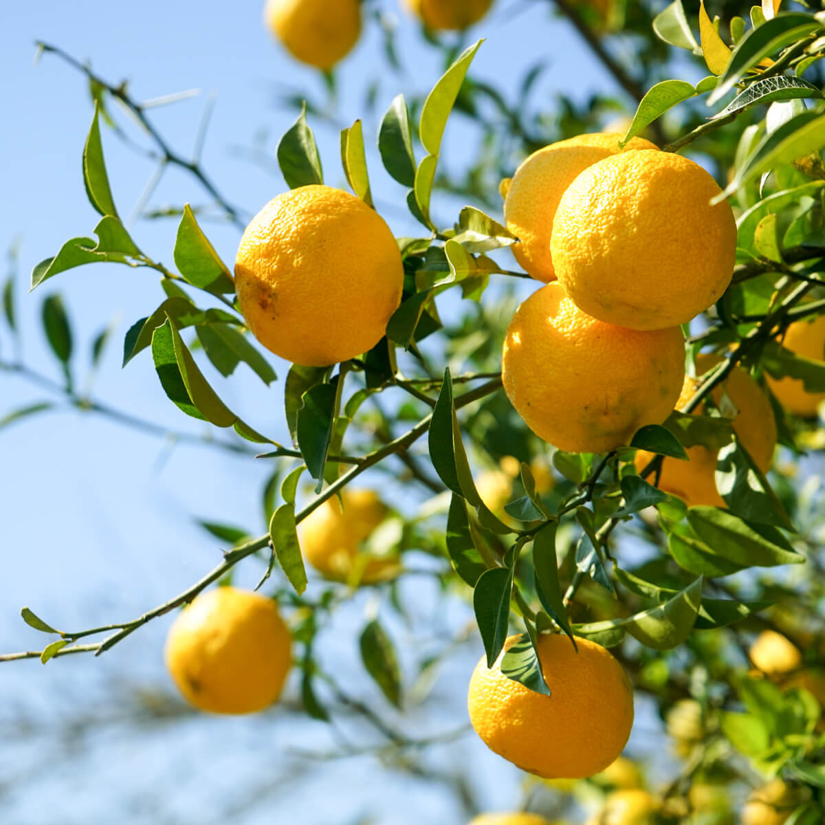 lemon-flavored-vodka lemon-flavored-vodka