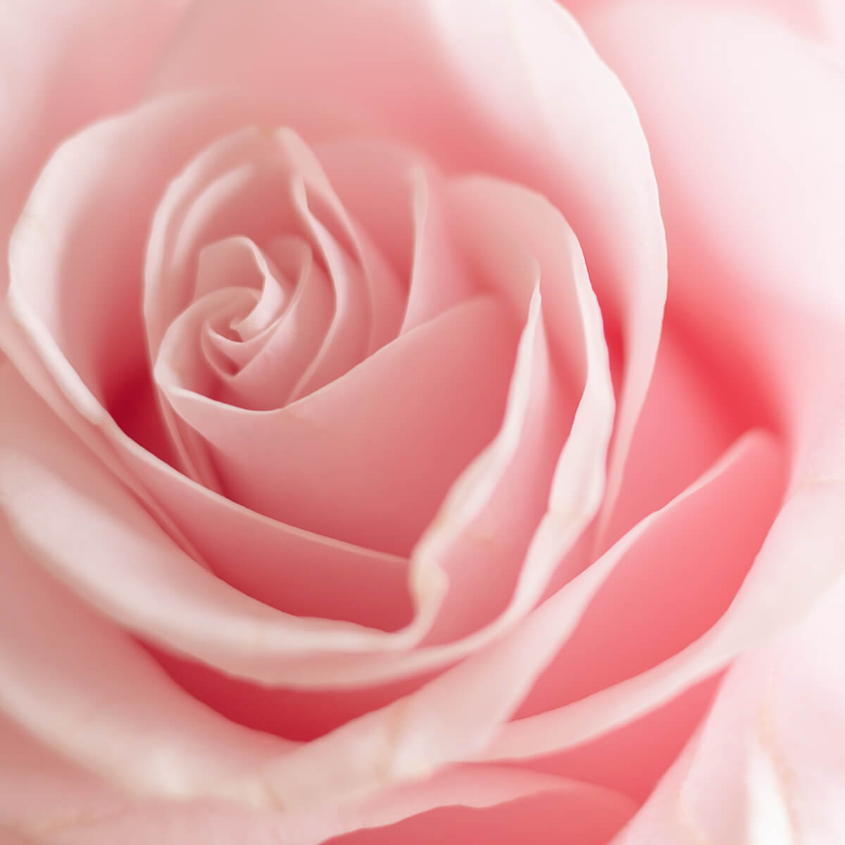 Rose flavored vodka EFEN rose vodka tastes like a fresh rose.